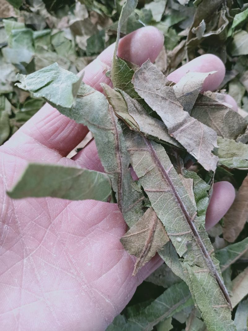 枇杷叶，新货枇杷叶切片质量保证，经营各种中药材！