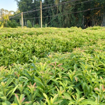 木荷苗，造林苗防火线专用树苗基地直销批发价格