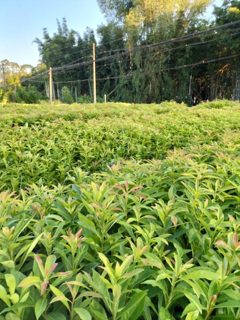 木荷苗，造林苗防火线专用树苗基地直销批发价格