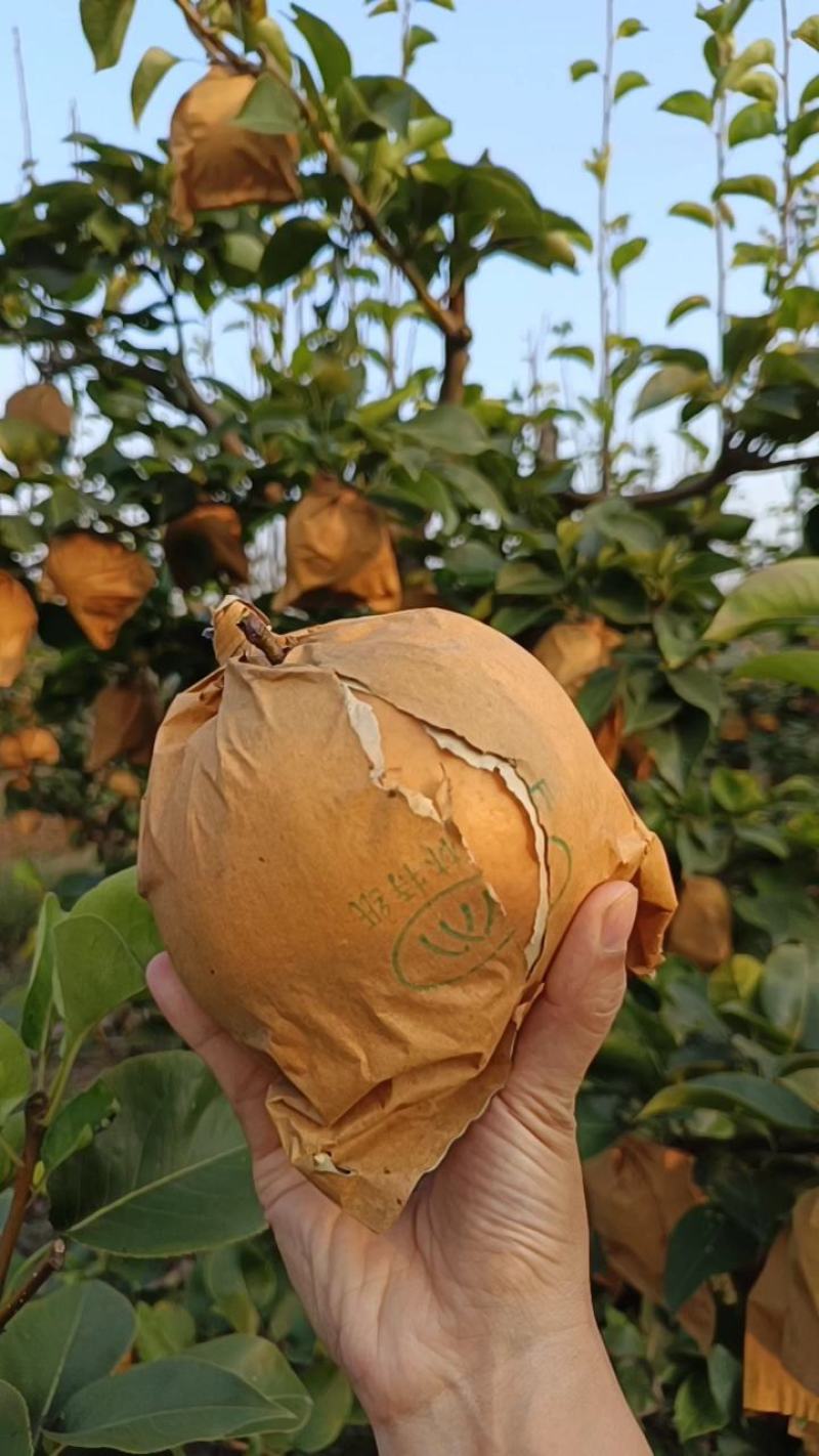 晚秋黄梨大量上市！果品特别好！非常欢迎新老客户前来采购！