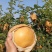 晚秋黄梨大量上市！果品特别好！非常欢迎新老客户前来采购！