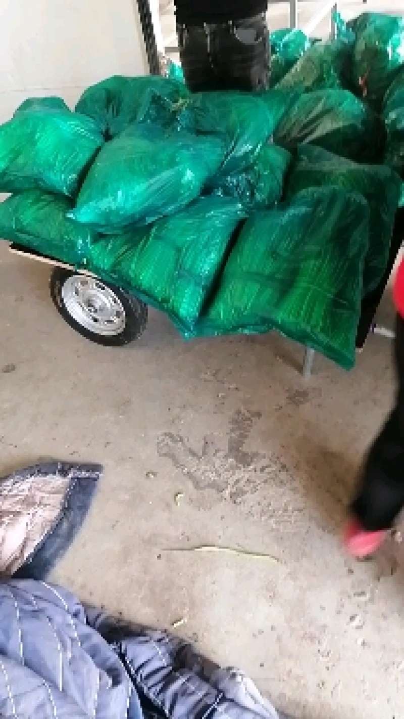 邳州蒜苔