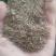 鼠茅草种子果园树林绿肥鼠茅草草籽秋季播种散装绿肥