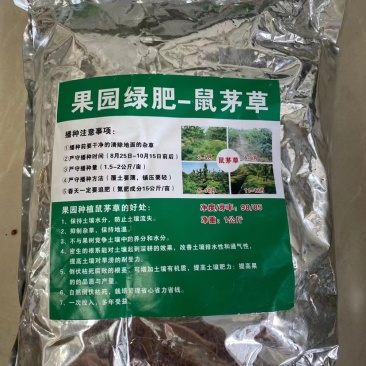鼠茅草种子果园树林绿肥鼠茅草草籽秋季播种散装绿肥