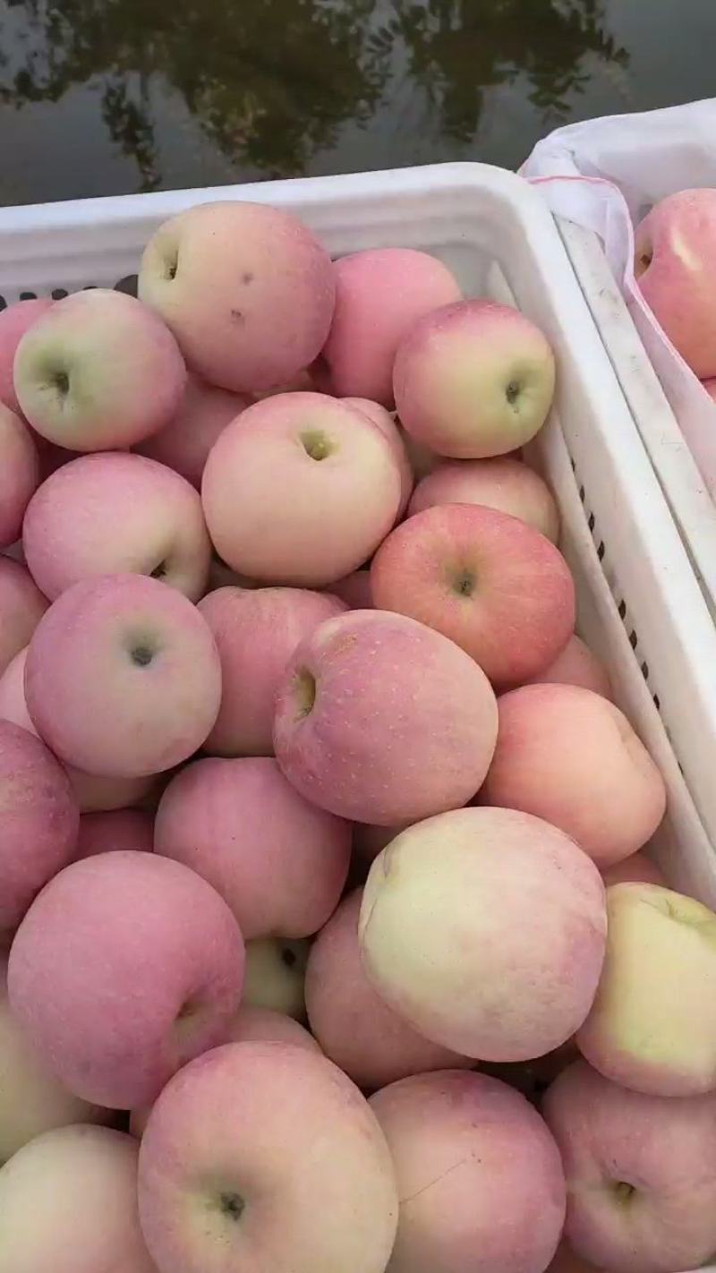 大量苹果出售
