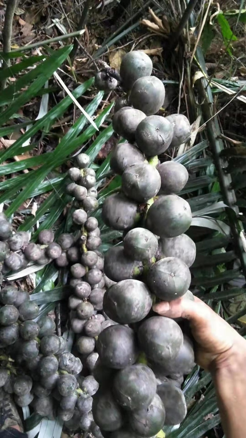 越南追风果，新鲜，果子大。密度好，物流快速