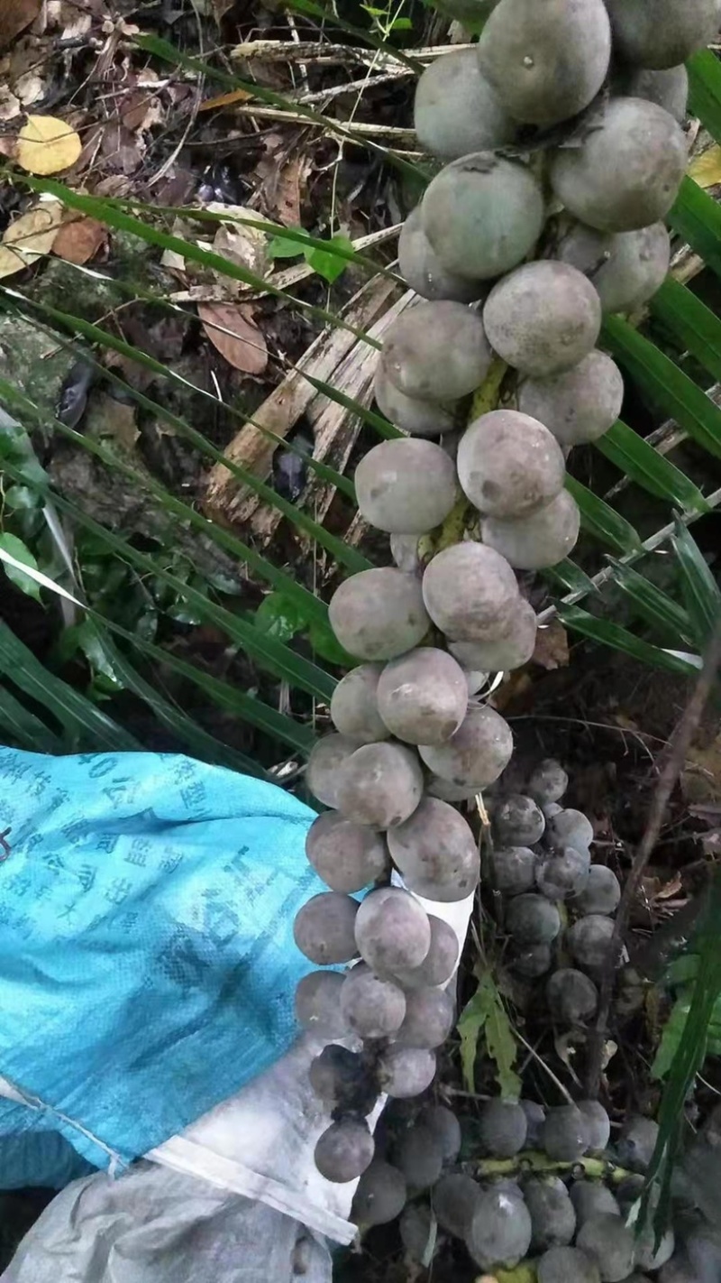 越南追风果，新鲜，果子大。密度好，物流快速