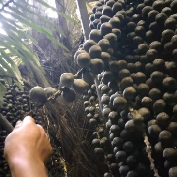 越南追风果，新鲜，果子大。密度好，物流快速