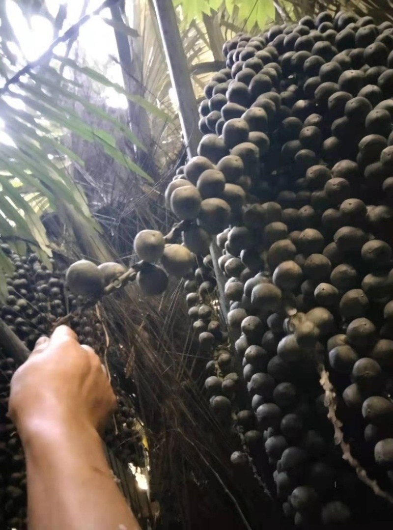 越南追风果，新鲜，果子大。密度好，物流快速