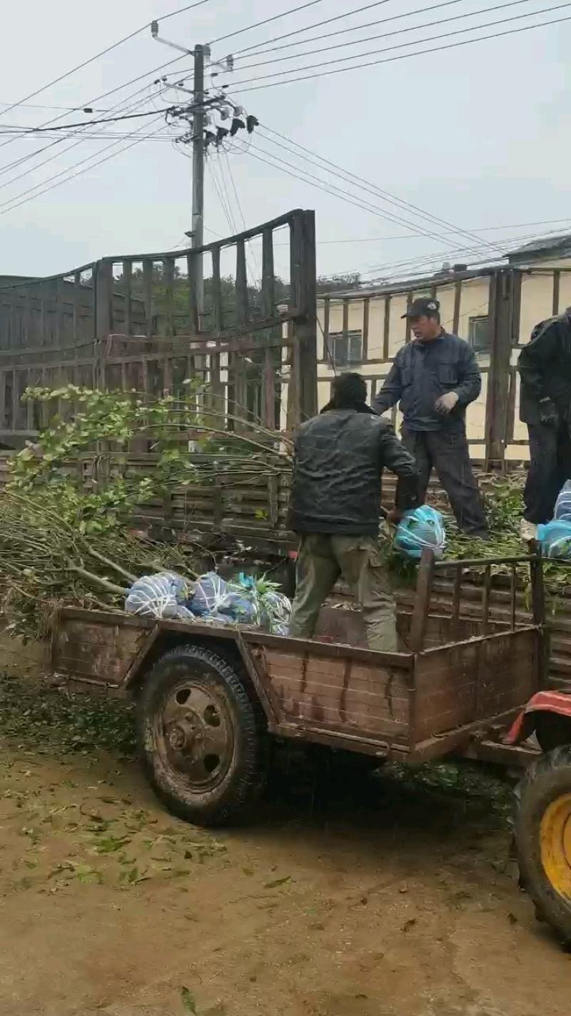 山桃苗