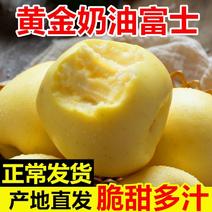 【精品】沂蒙山奶油苹果大量供应新鲜采摘水分足