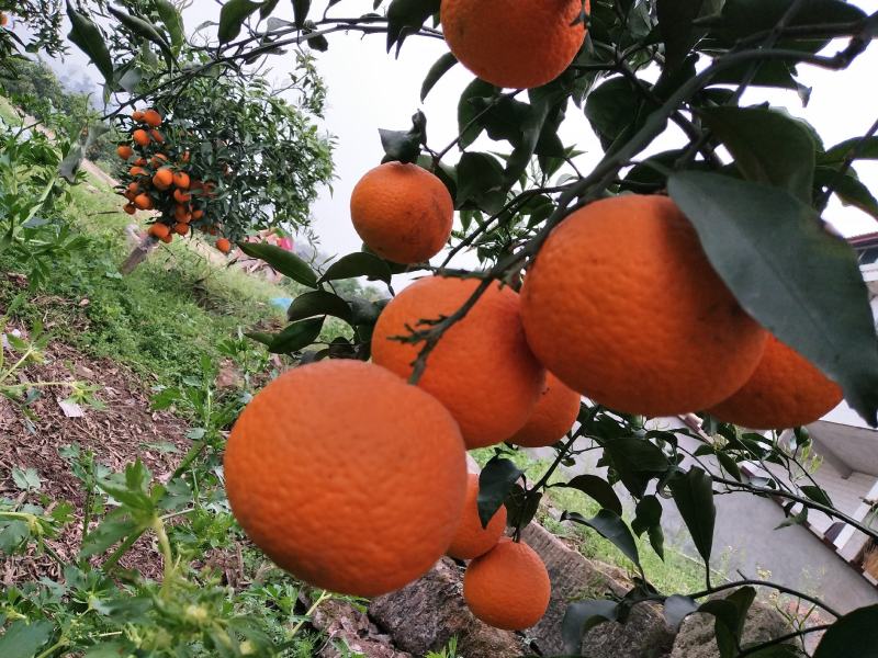 椪柑，易剥，个大，味甜，精品盖膜椪柑，个大味甜