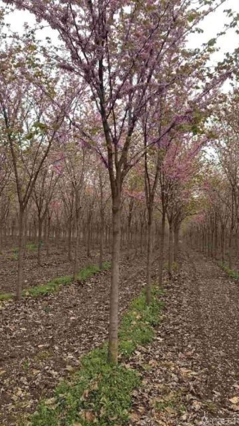 河南省鄢陵县精品树形优美巨紫荆