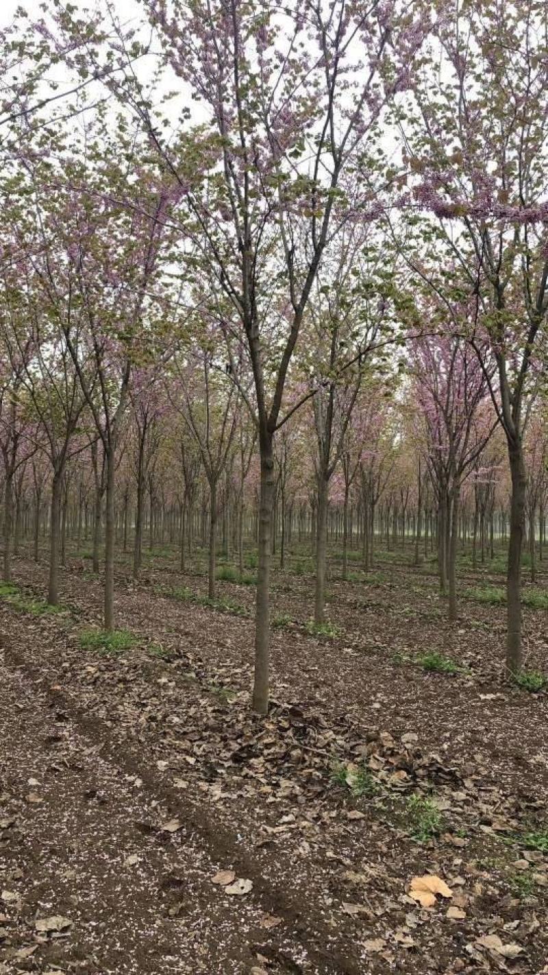 河南省鄢陵县精品树形优美巨紫荆