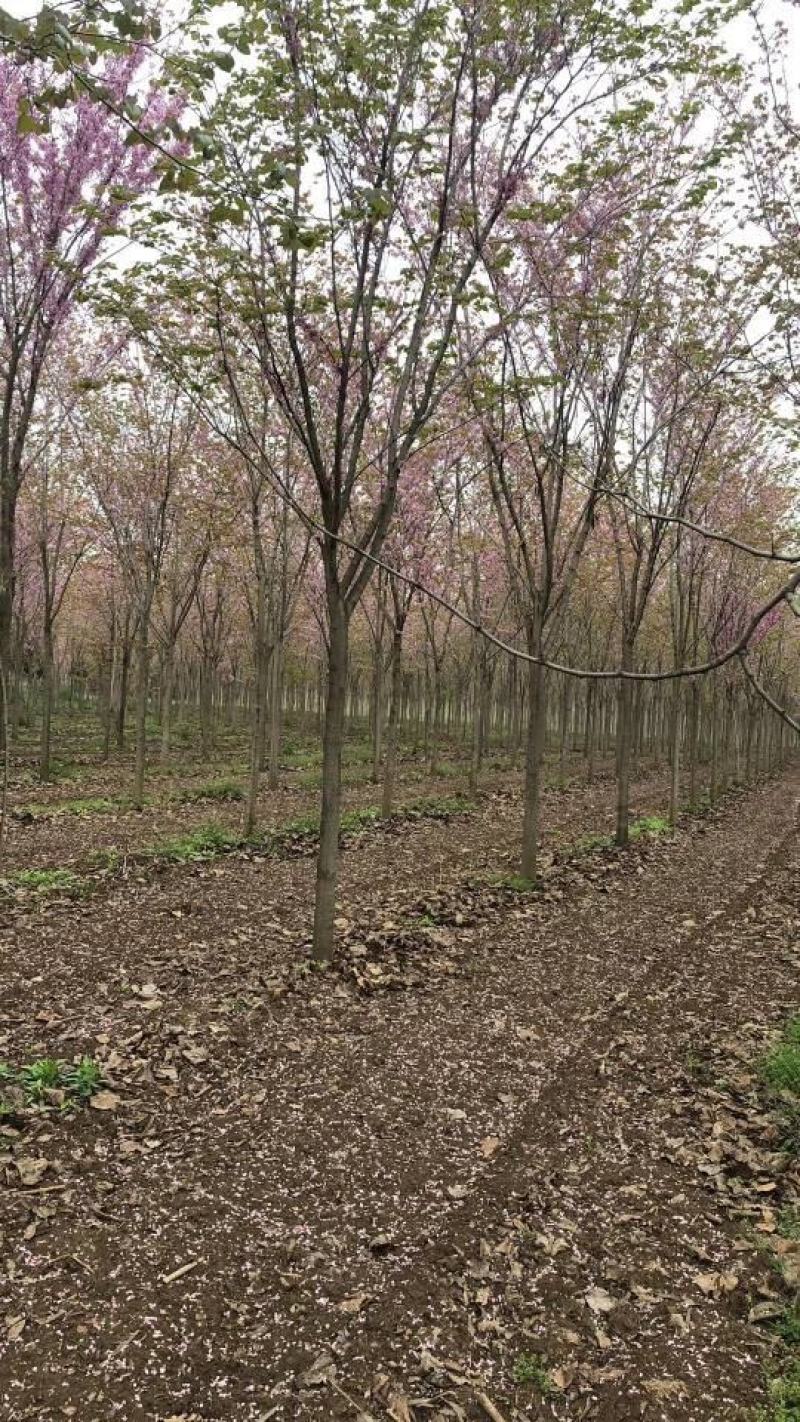 河南省鄢陵县精品树形优美巨紫荆