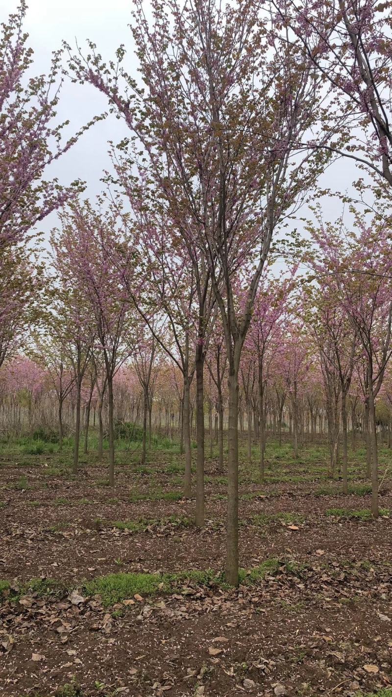 河南省鄢陵县精品树形优美巨紫荆