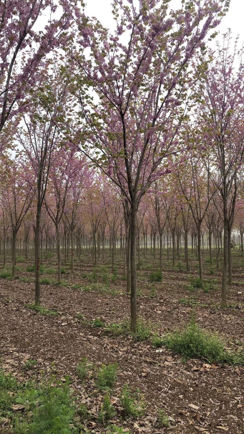 河南省鄢陵县精品树形优美巨紫荆