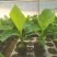 宝岛香蕉苗，粉蕉苗，红蕉苗，苹果蕉苗，西贡蕉苗等