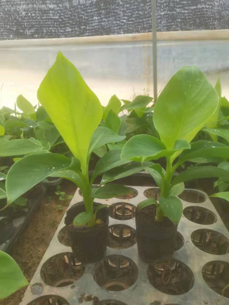 宝岛香蕉苗，粉蕉苗，红蕉苗，苹果蕉苗，西贡蕉苗等