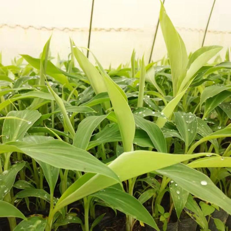 宝岛香蕉苗，粉蕉苗，红蕉苗，苹果蕉苗，西贡蕉苗等