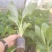 宝岛香蕉苗，粉蕉苗，红蕉苗，苹果蕉苗，西贡蕉苗等