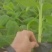 宝岛香蕉苗，粉蕉苗，红蕉苗，苹果蕉苗，西贡蕉苗等