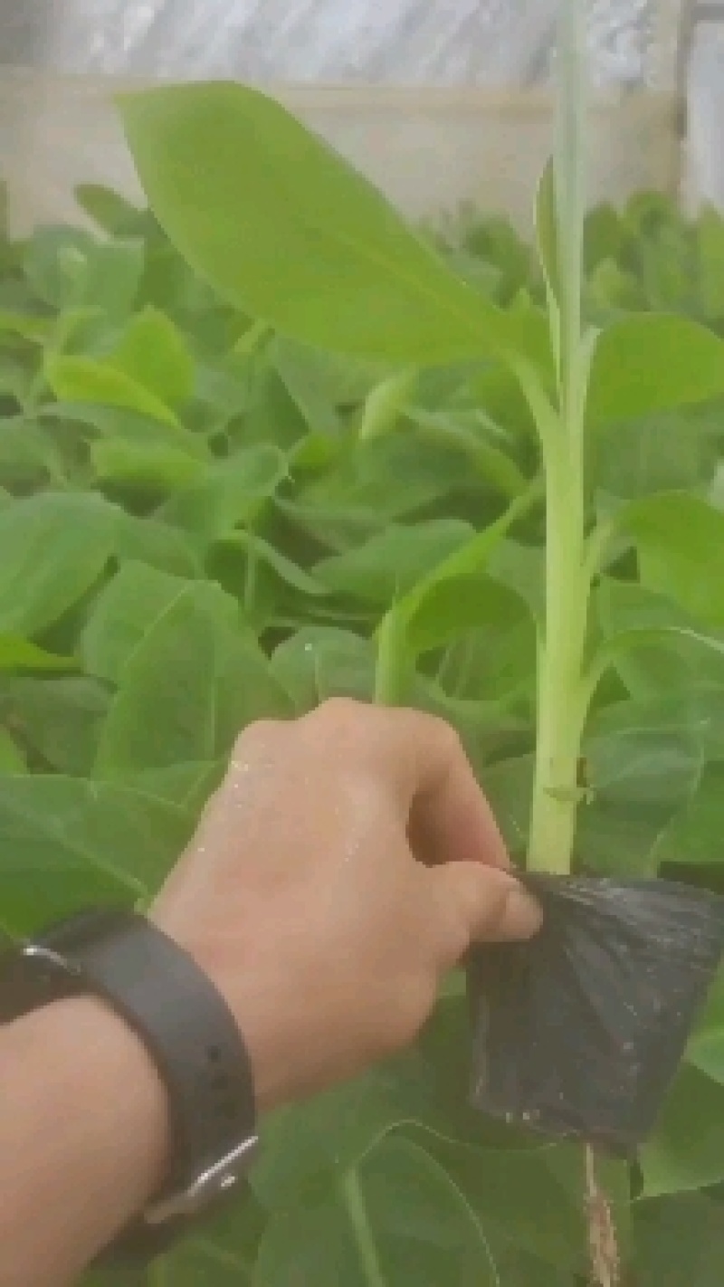 宝岛香蕉苗，粉蕉苗，红蕉苗，苹果蕉苗，西贡蕉苗等