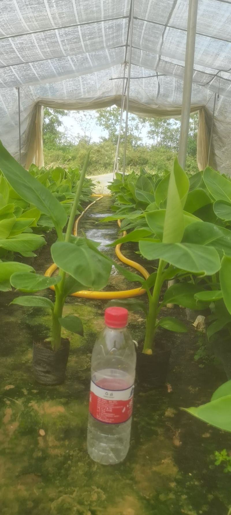 宝岛香蕉苗，粉蕉苗，红蕉苗，苹果蕉苗，西贡蕉苗等