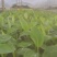 宝岛香蕉苗，粉蕉苗，红蕉苗，苹果蕉苗，西贡蕉苗等