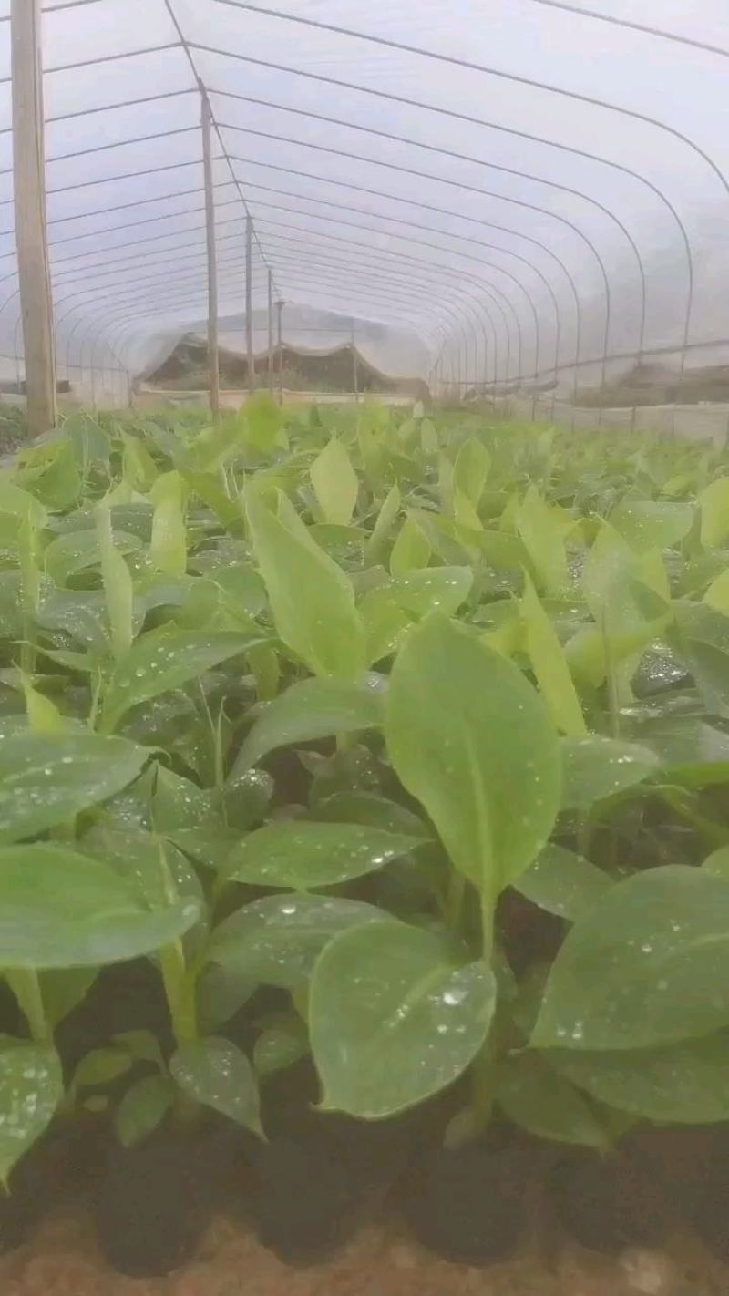 宝岛香蕉苗，粉蕉苗，红蕉苗，苹果蕉苗，西贡蕉苗等