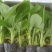 宝岛香蕉苗，粉蕉苗，红蕉苗，苹果蕉苗，西贡蕉苗等