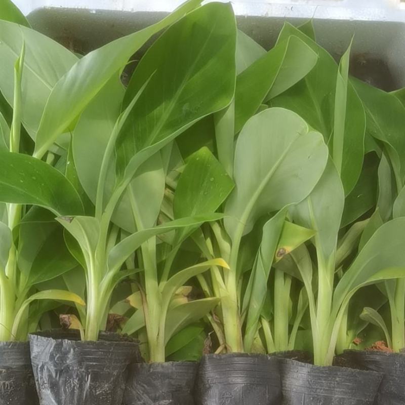 宝岛香蕉苗，粉蕉苗，红蕉苗，苹果蕉苗，西贡蕉苗等