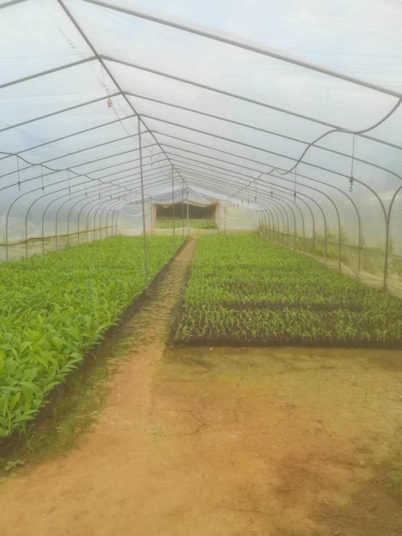 宝岛香蕉苗，粉蕉苗，红蕉苗，苹果蕉苗，西贡蕉苗等