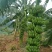 宝岛香蕉苗，粉蕉苗，红蕉苗，苹果蕉苗，西贡蕉苗等