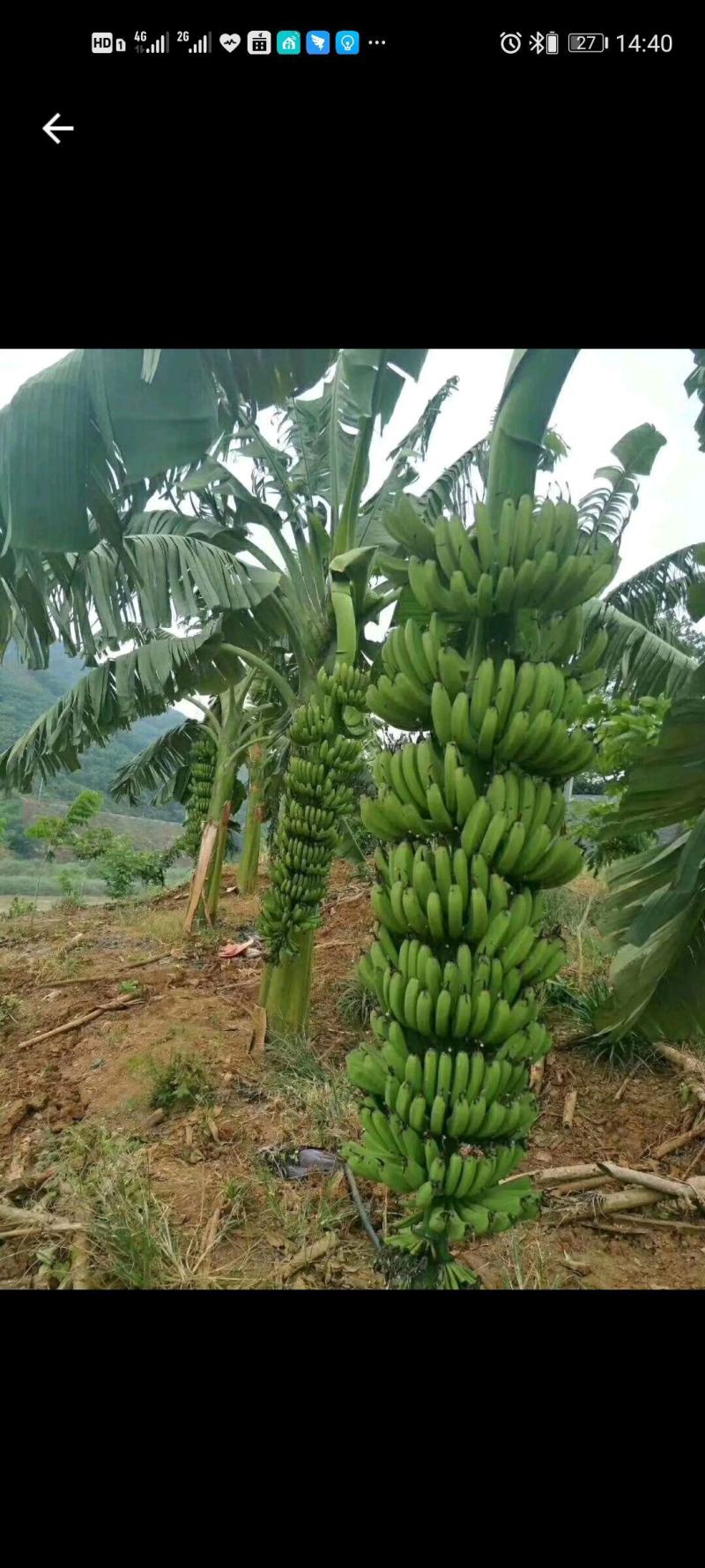宝岛香蕉苗，粉蕉苗，红蕉苗，苹果蕉苗，西贡蕉苗等
