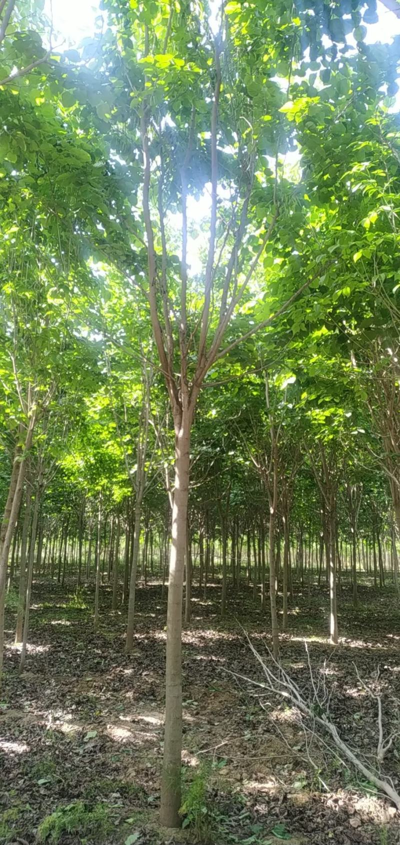 河南省鄢陵县精品树形优美巨紫荆