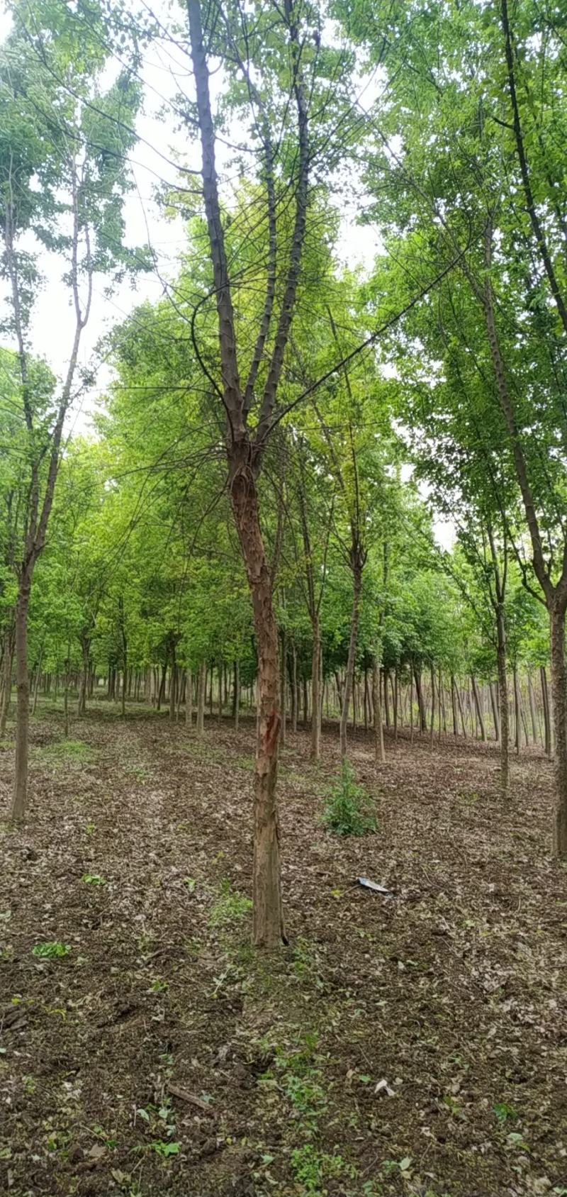 河南省鄢陵县精品树形优美巨紫荆