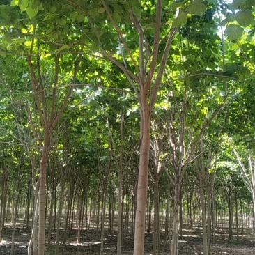 河南省鄢陵县精品树形优美巨紫荆