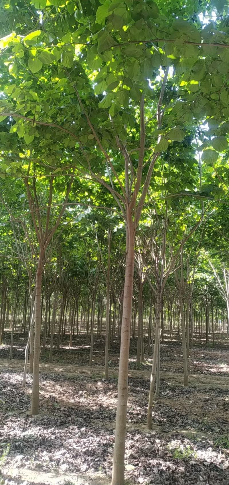 河南省鄢陵县精品树形优美巨紫荆