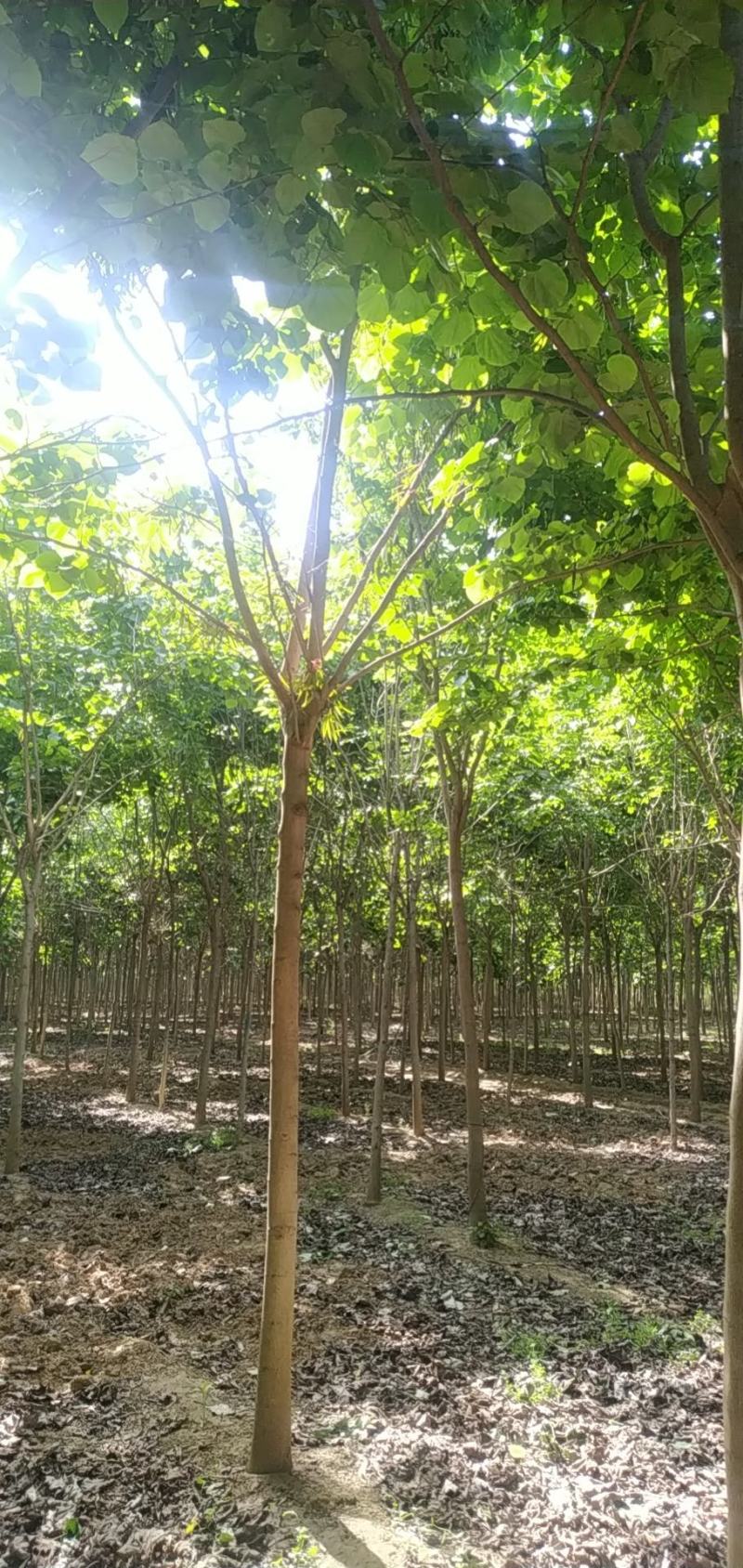 河南省鄢陵县精品树形优美巨紫荆