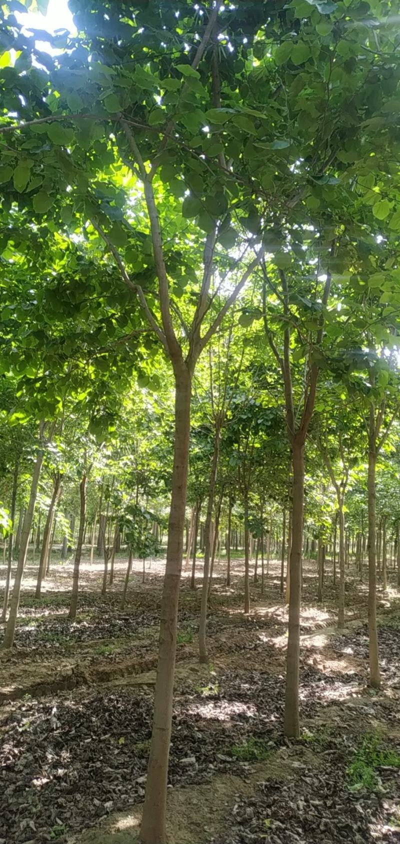 河南省鄢陵县精品树形优美巨紫荆