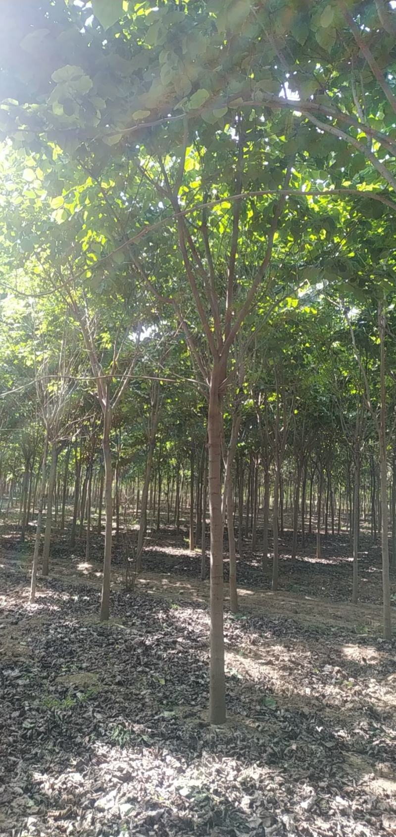 河南省鄢陵县精品树形优美巨紫荆