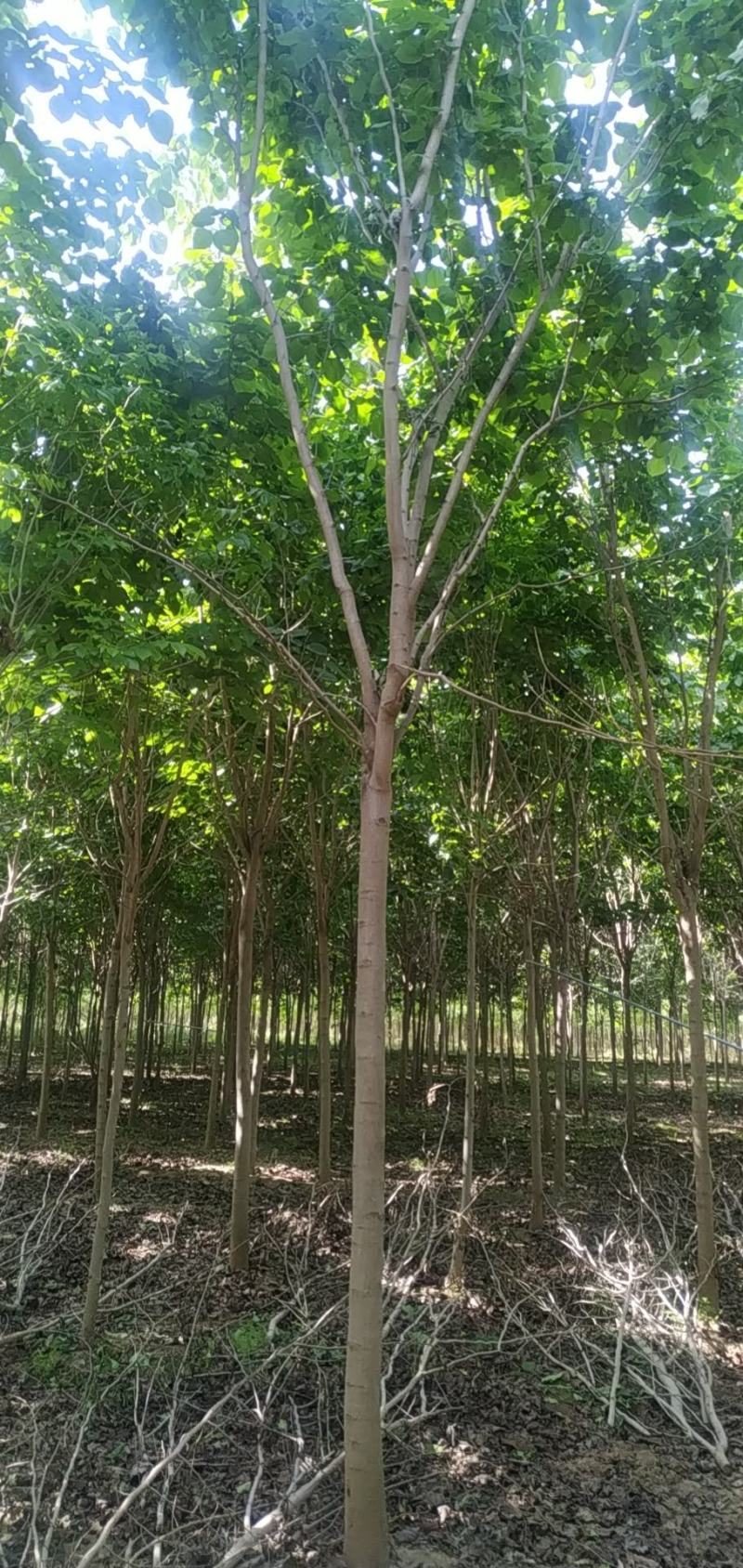 河南省鄢陵县精品树形优美巨紫荆