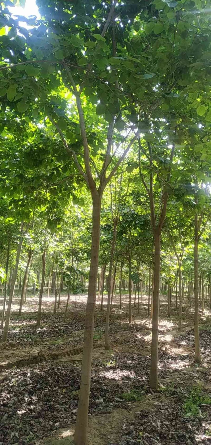 河南省鄢陵县精品树形优美巨紫荆