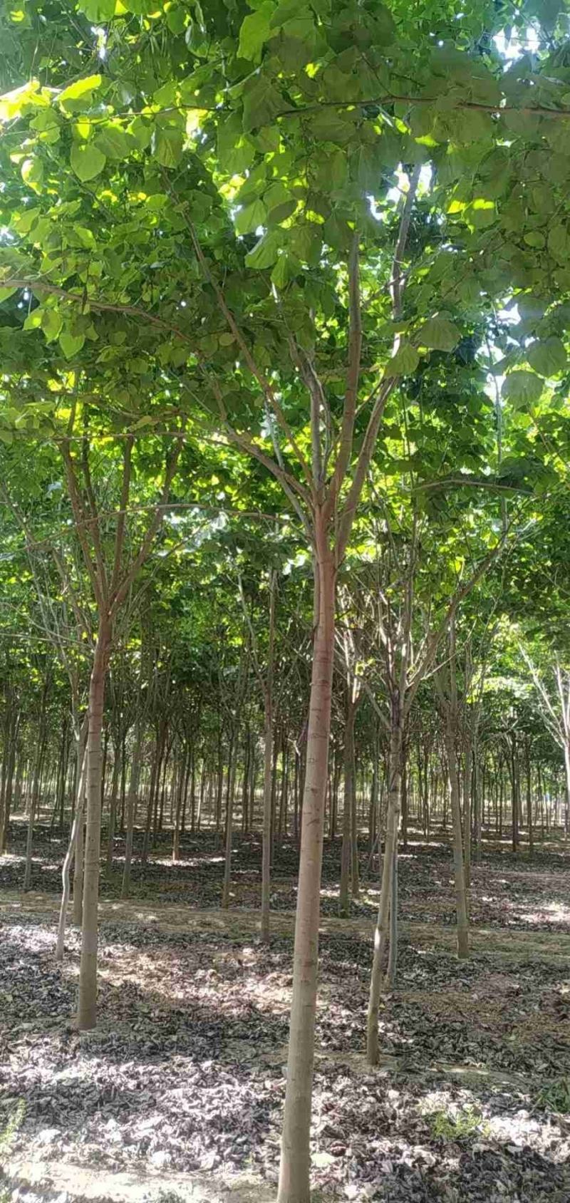 河南省鄢陵县精品树形优美巨紫荆