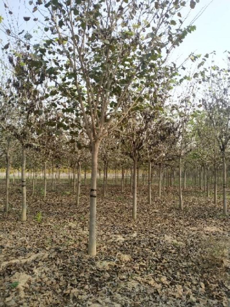 河南省鄢陵县精品树形优美巨紫荆