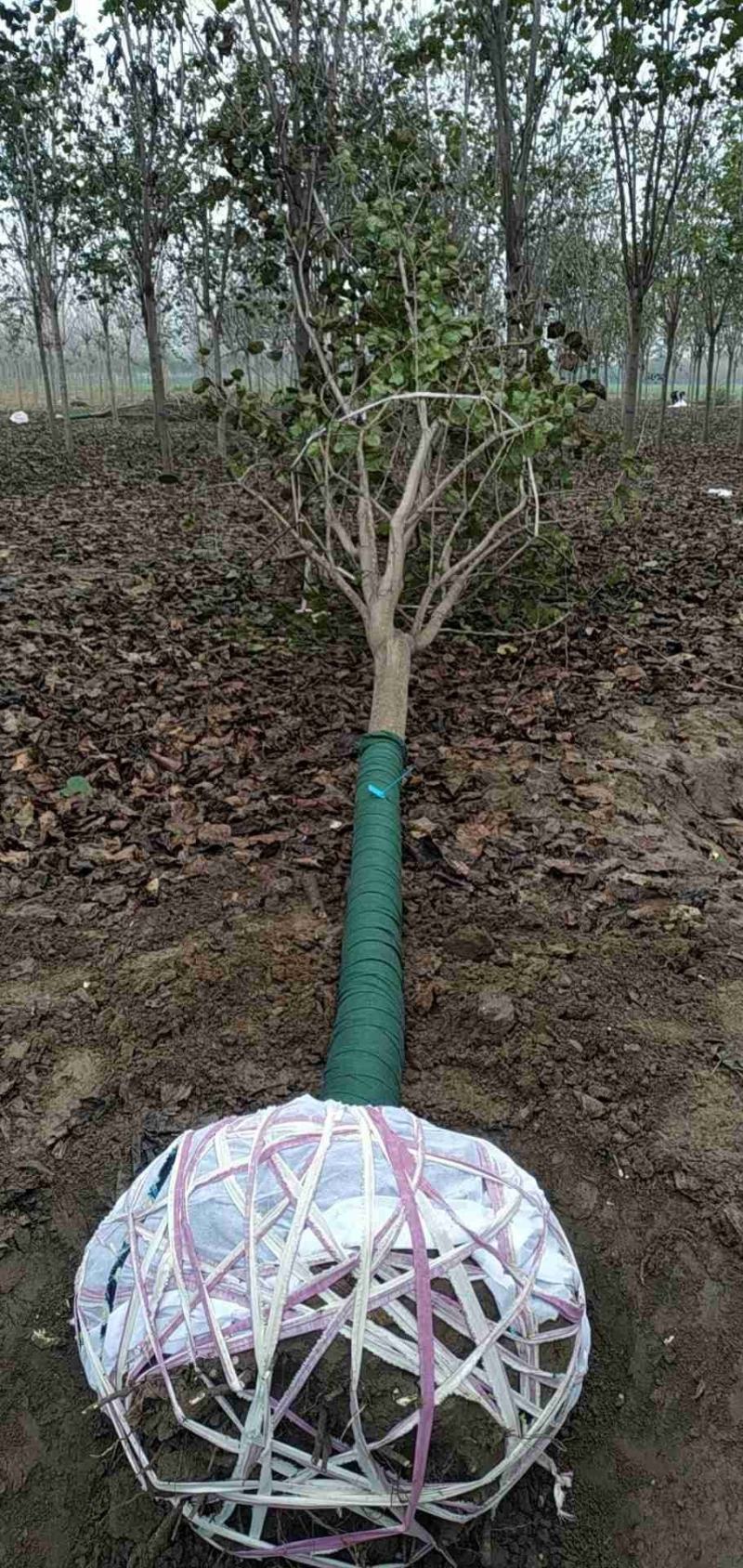 河南省鄢陵县精品树形优美巨紫荆