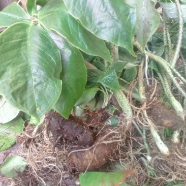 中药材，半节烂，烂屁股山七，
