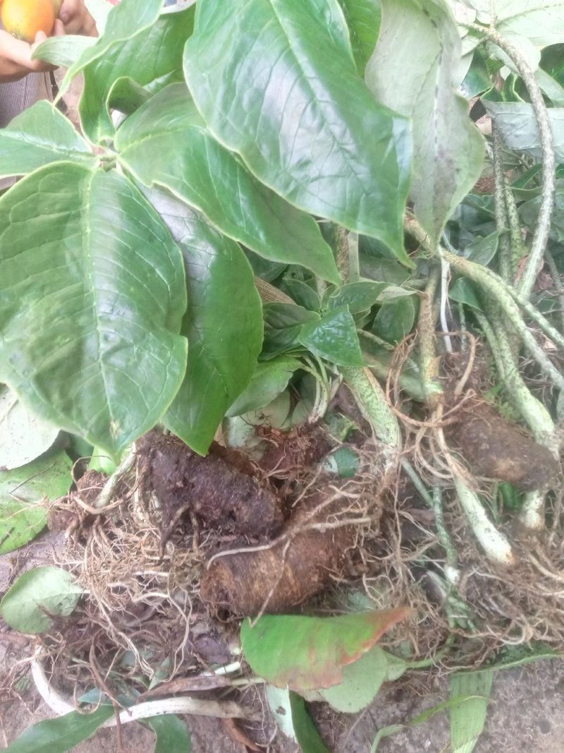 中药材，半节烂，烂屁股山七，