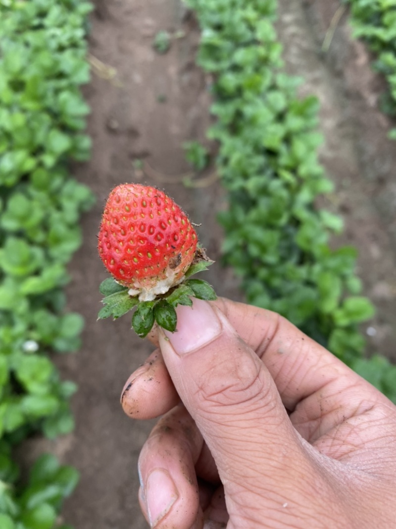 草莓天仙醉奶油草莓正式上市货量充足全国发货